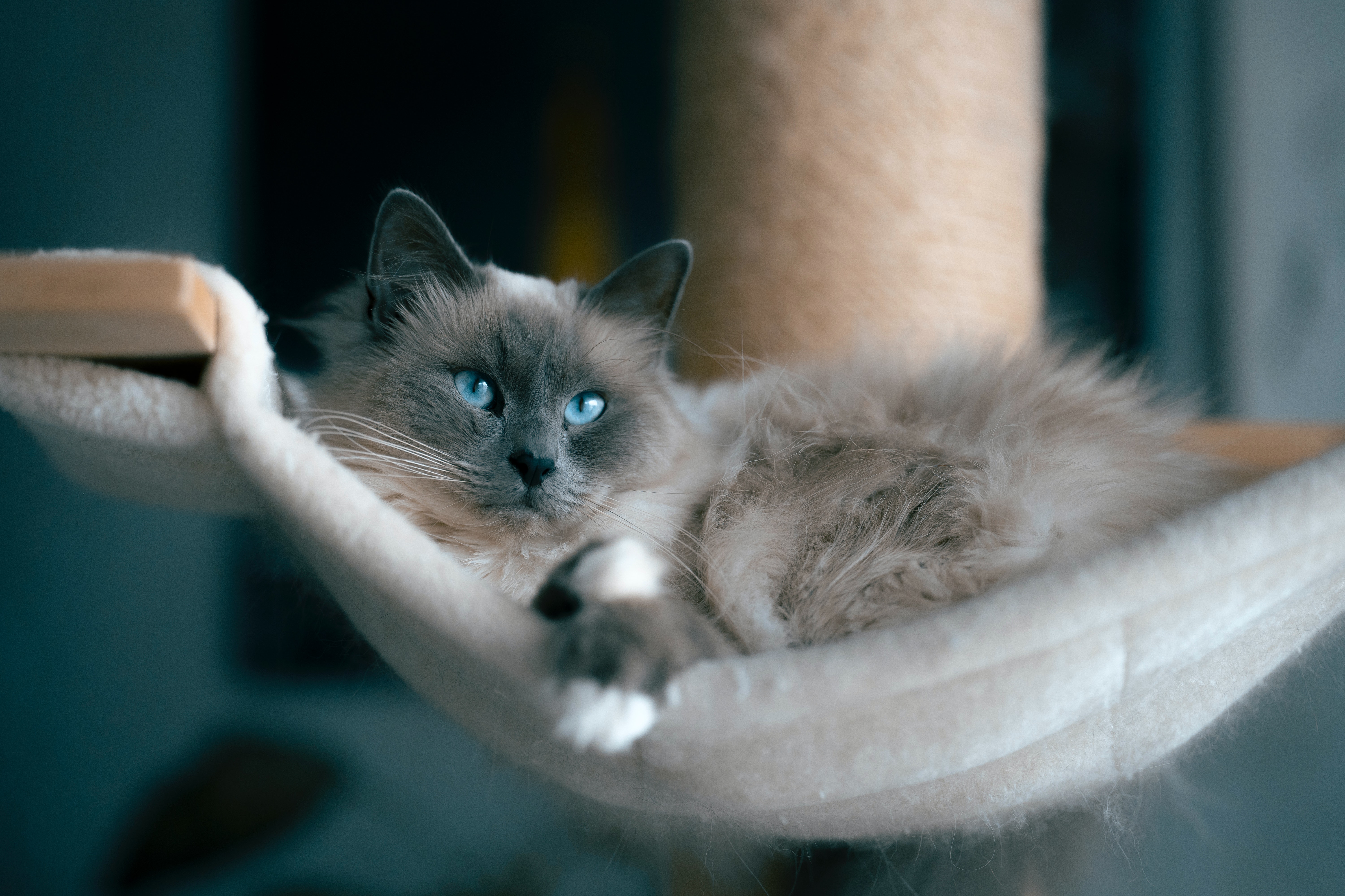 Best Cat Breeds For Apartments